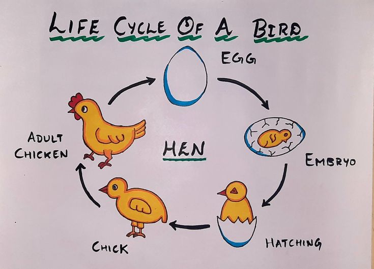 A set of arrows connecting the different development stages of a chicken from egg to adulthood and back to egg.